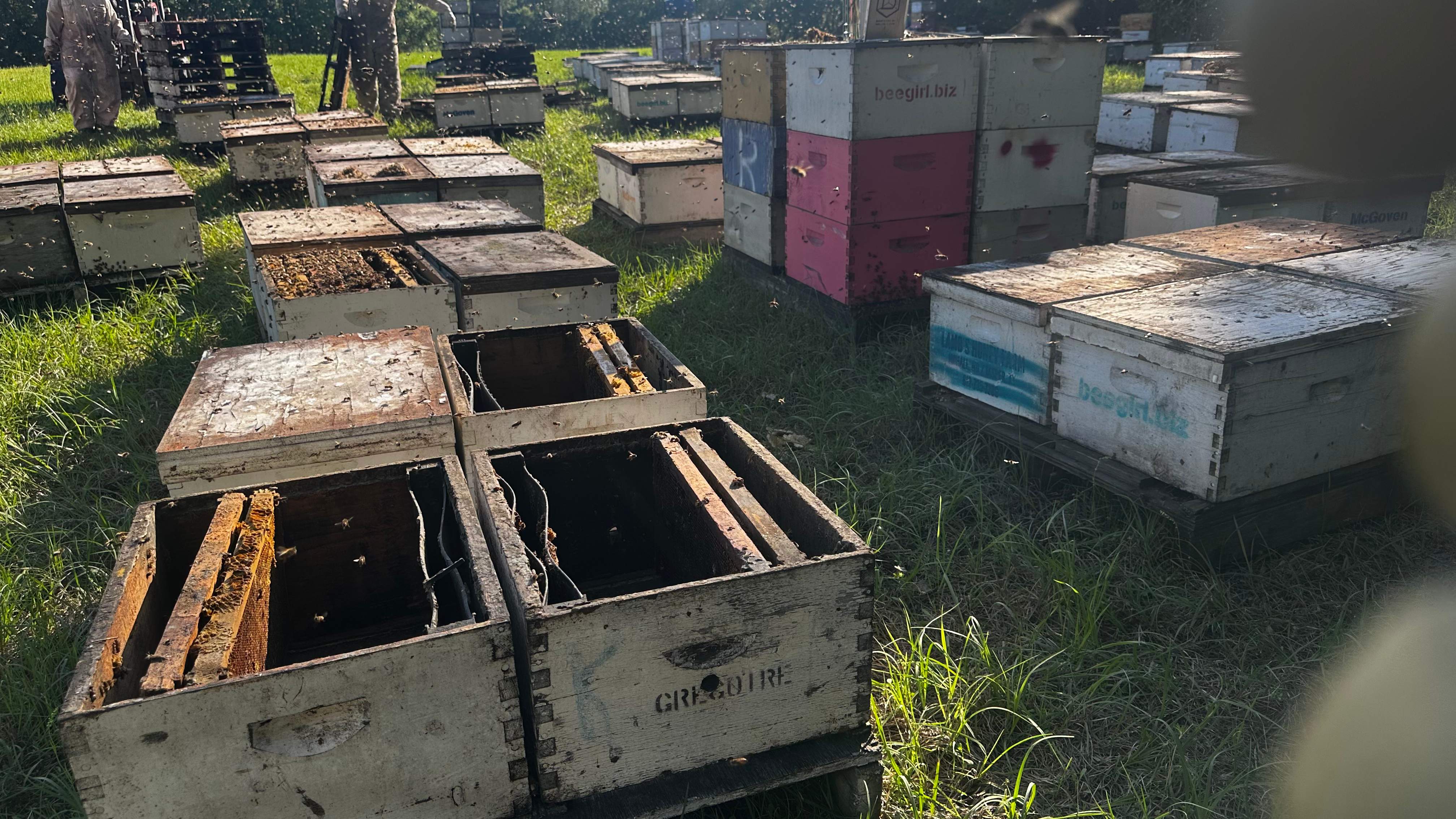 Traylor's Hay Meadow Apiary by Rockwall Honey Bee Company