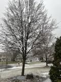 Tree Removal using Tree Removal by Mike Jones & Sons Tree Service LLC 
