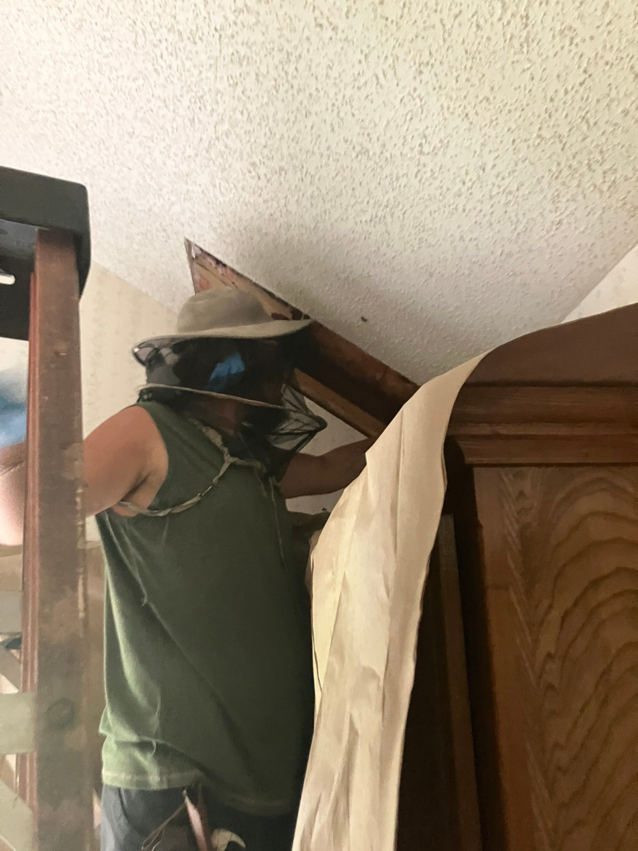 Kitchen ceiling bees by Rockwall Honey Bee Company