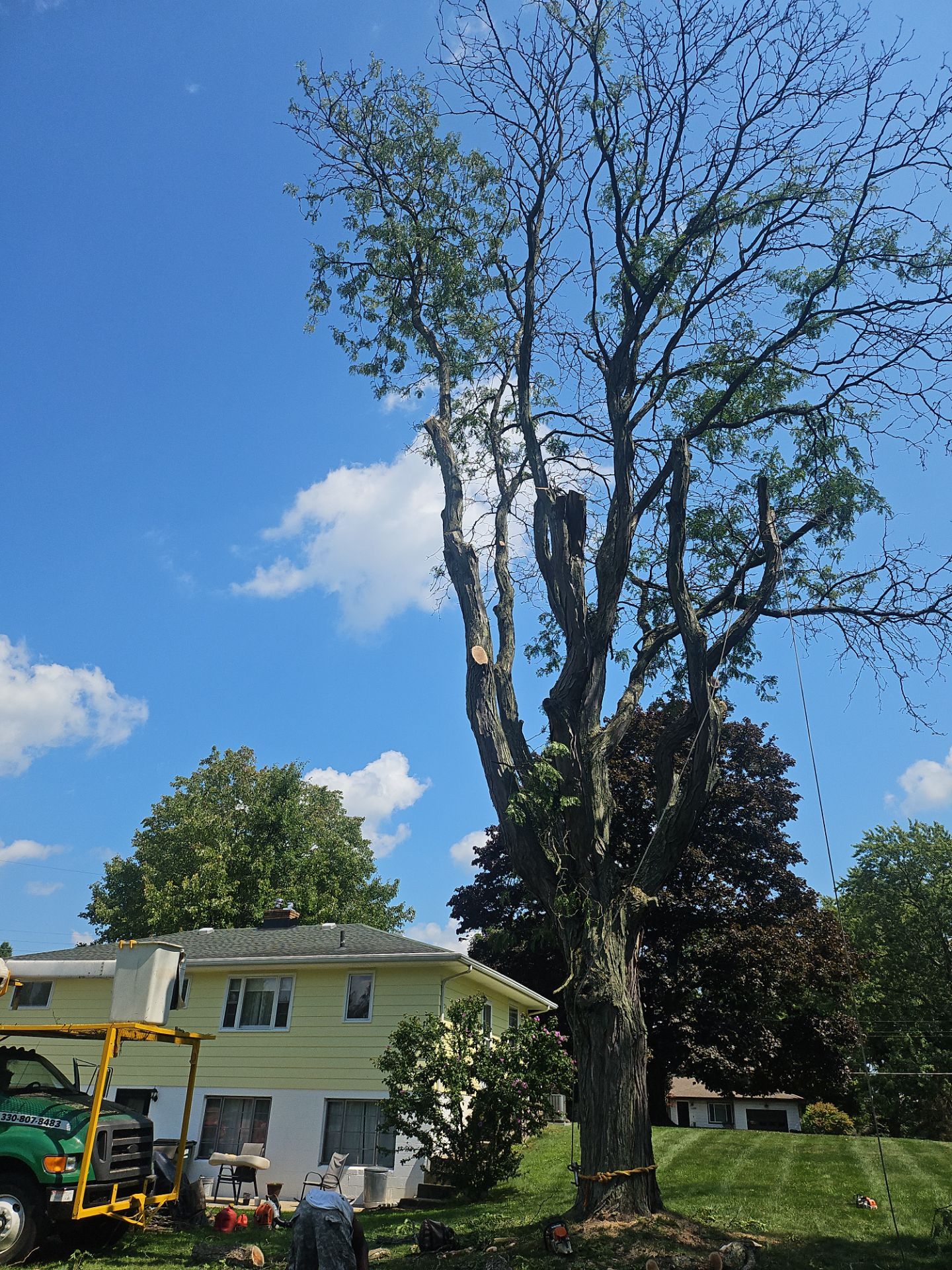 Tree Removal using Tree Removal by Mike Jones & Sons Tree Service LLC 