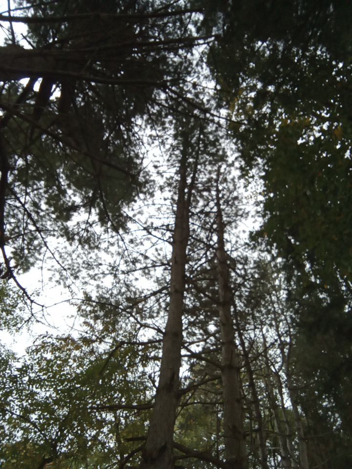 Tree Removal using Tree Removal by Mike Jones & Sons Tree Service LLC 