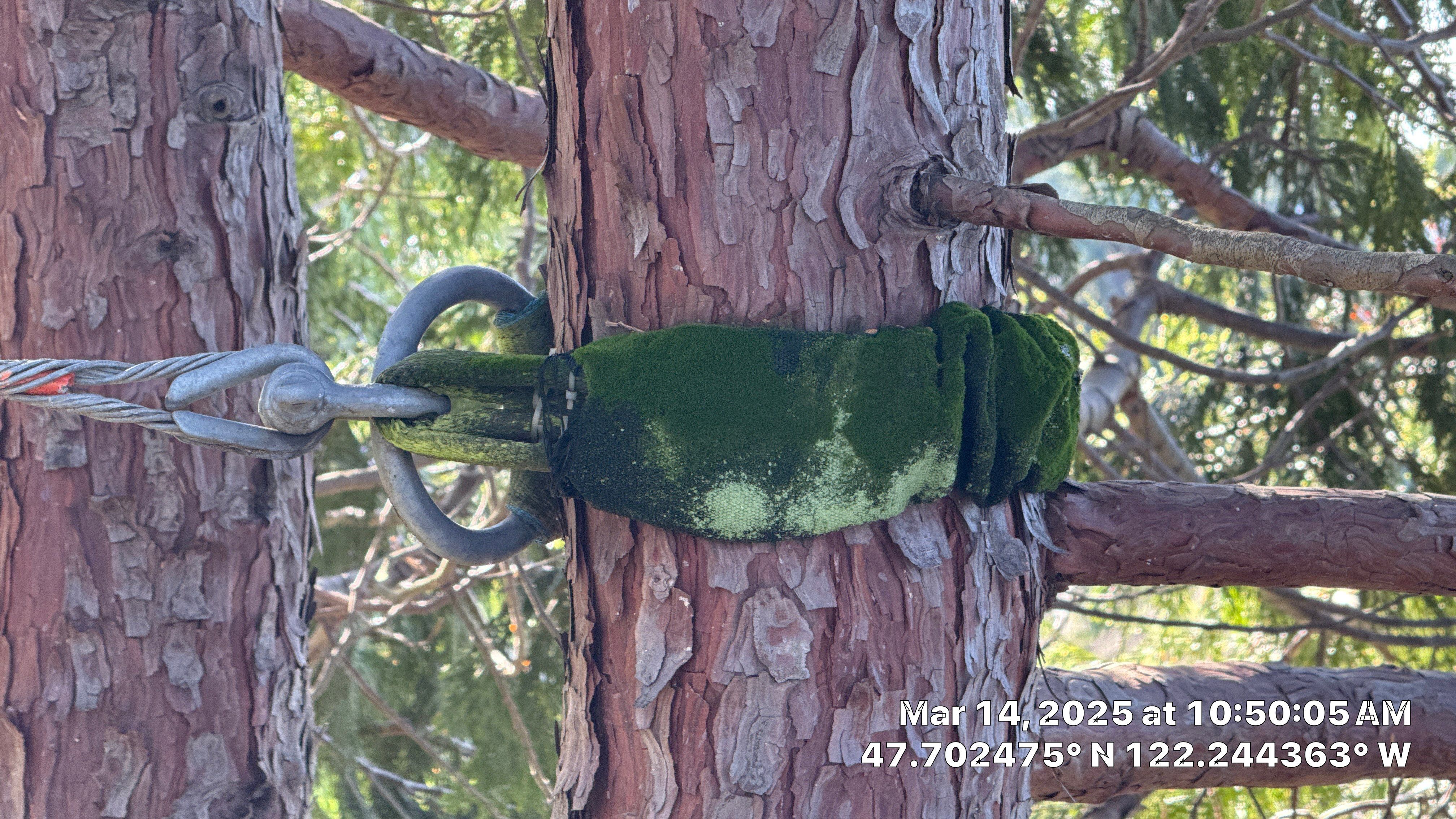 🧾 Tree Support System Assessment & Landmark Tree Risk Report – Holmes Point, Kirkland, WA by Sound Tree Care LLC