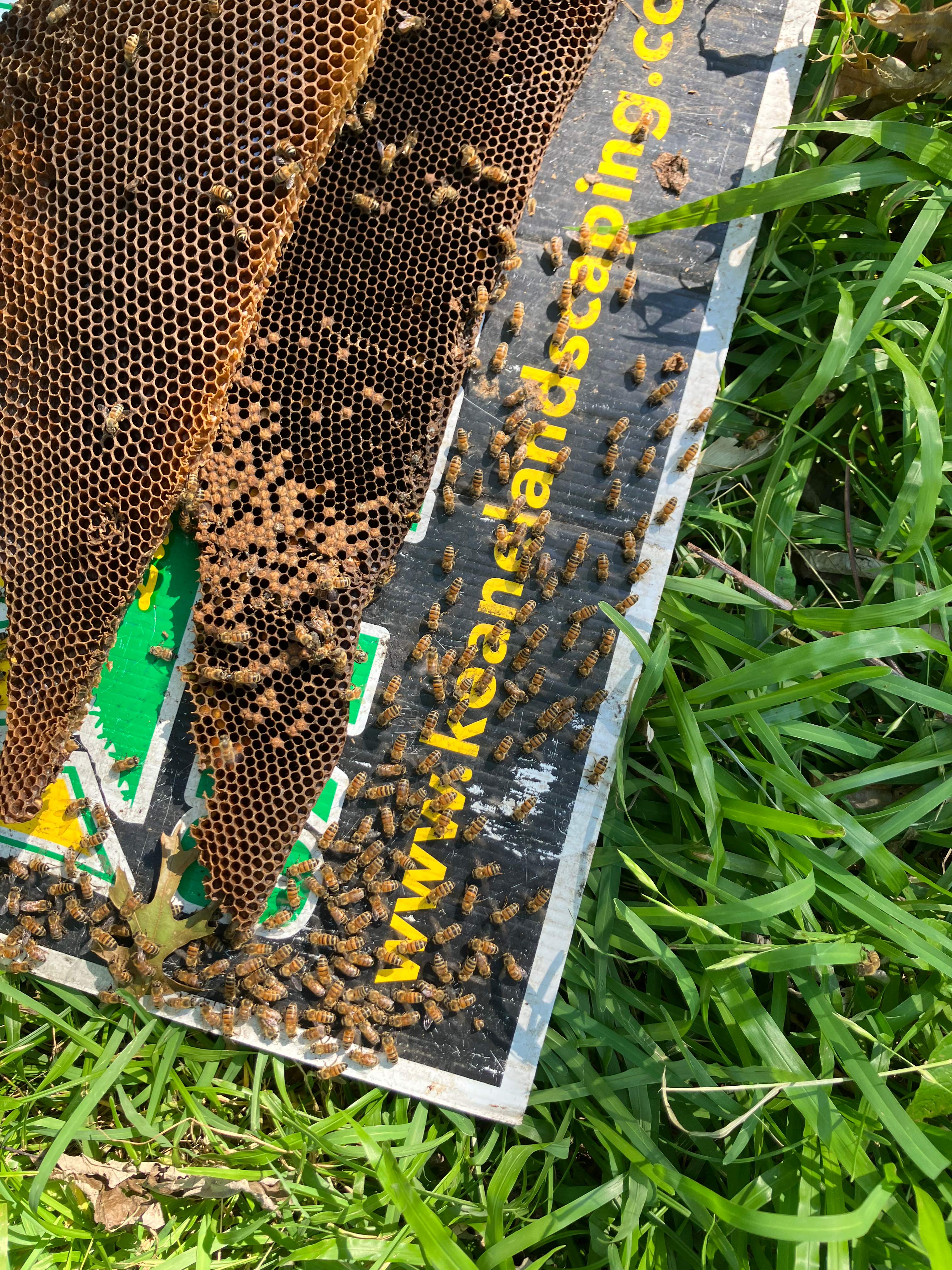 Massive. Tree. Period. by Rockwall Honey Bee Company