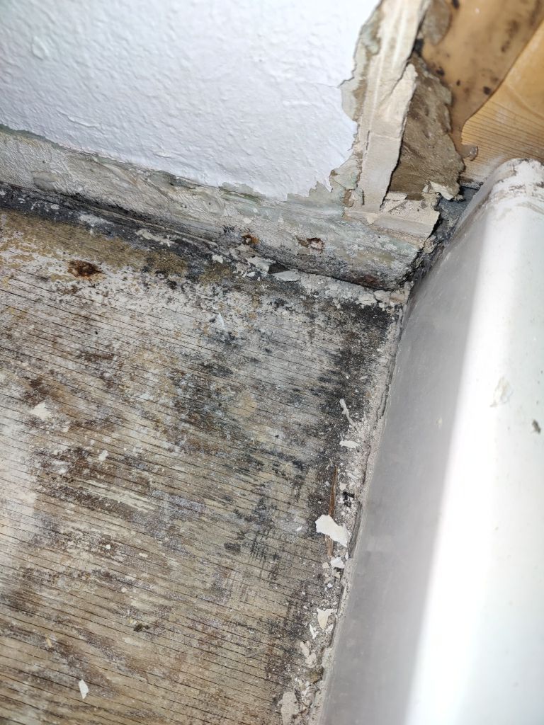 Mold Remediation  by Accountable Home Services