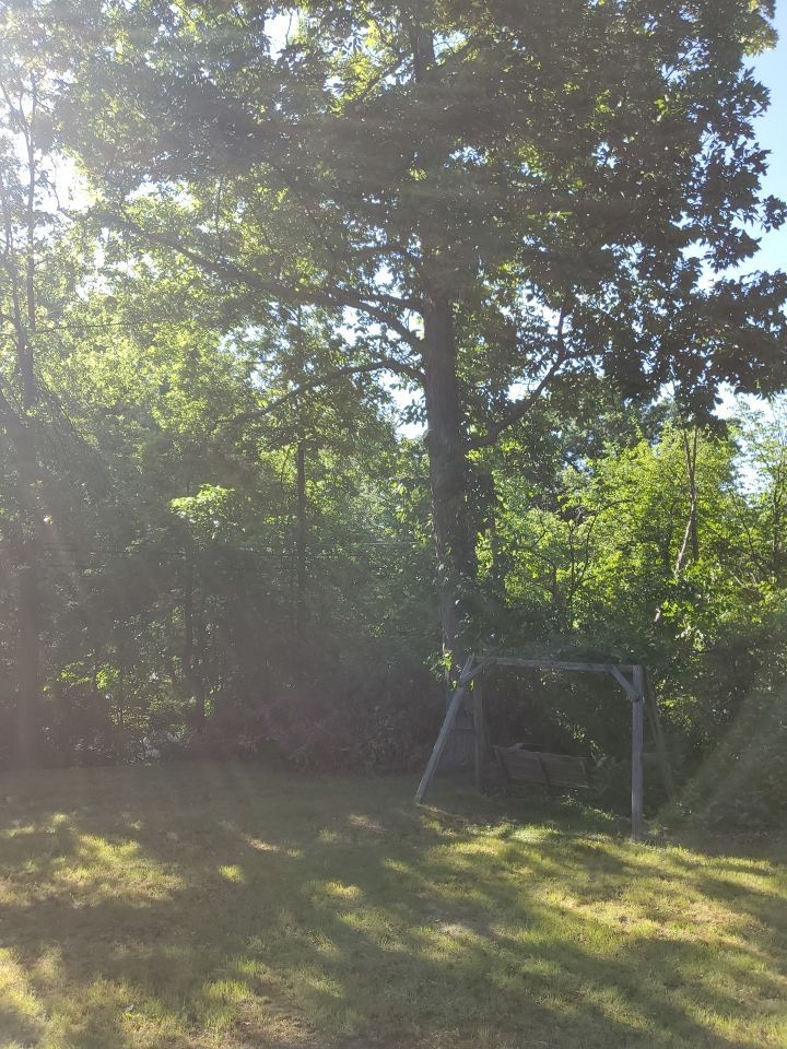 Tree Removal using Tree Removal by Mike Jones & Sons Tree Service LLC 