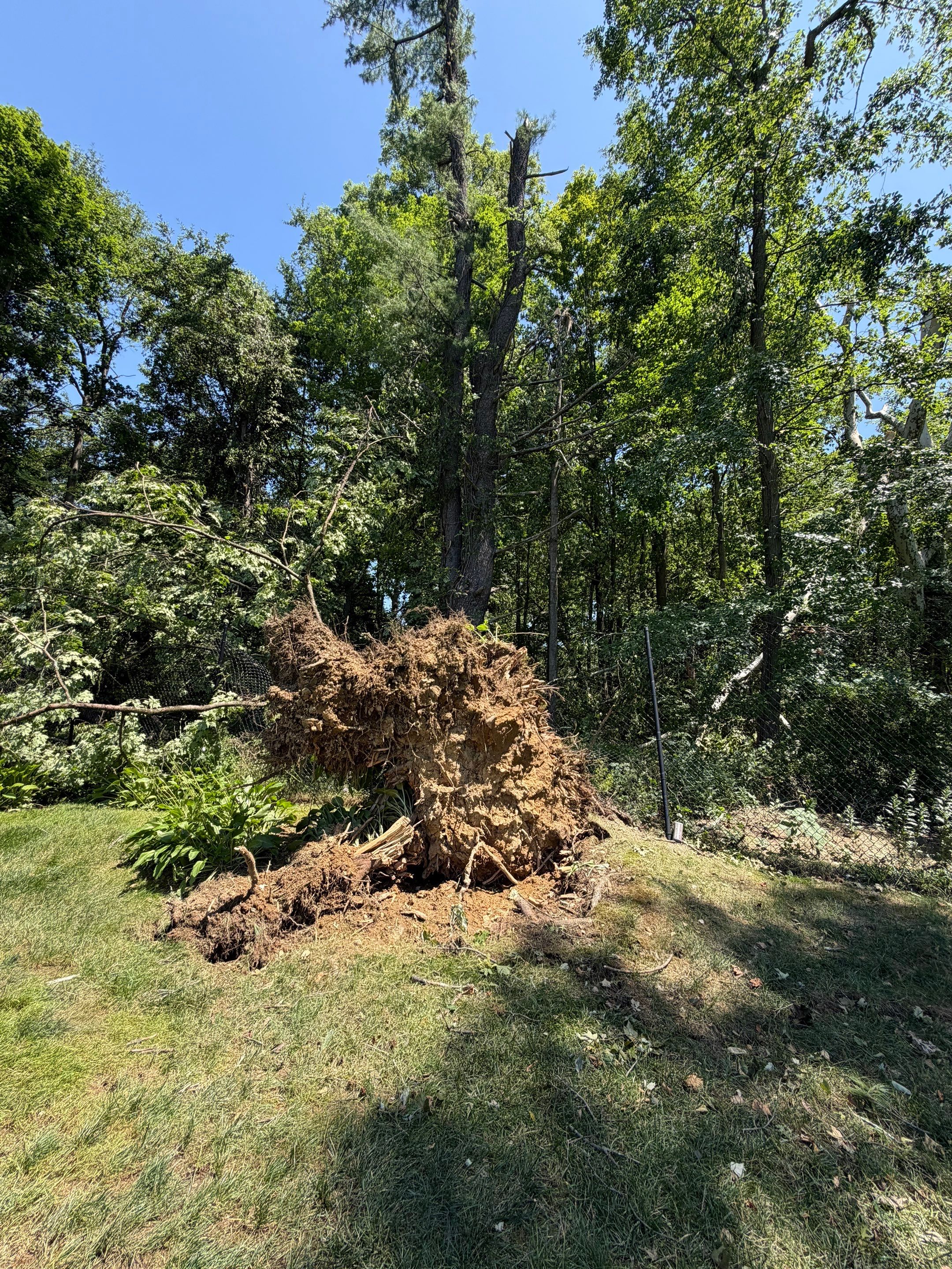 Emergency Tornado Damage Cleanup and Hazardous Tree Removal in Harrison by Fox Hill Luxury Real Estate Services
