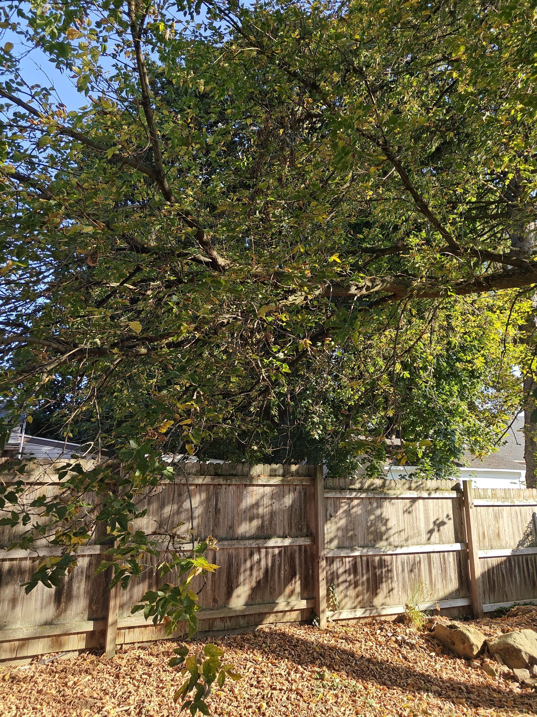 Tree Trimming using Tree Pruing by Mike Jones & Sons Tree Service LLC 