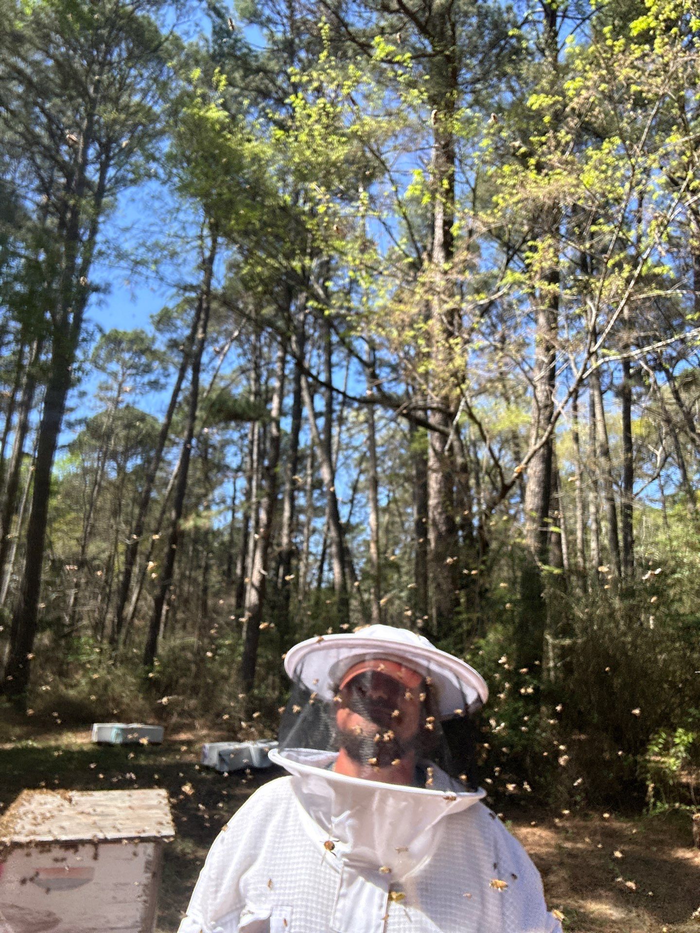 Tree Farm Apiary by Rockwall Honey Bee Company