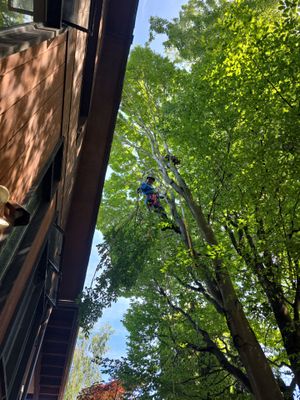 Seattle Tree Pruning