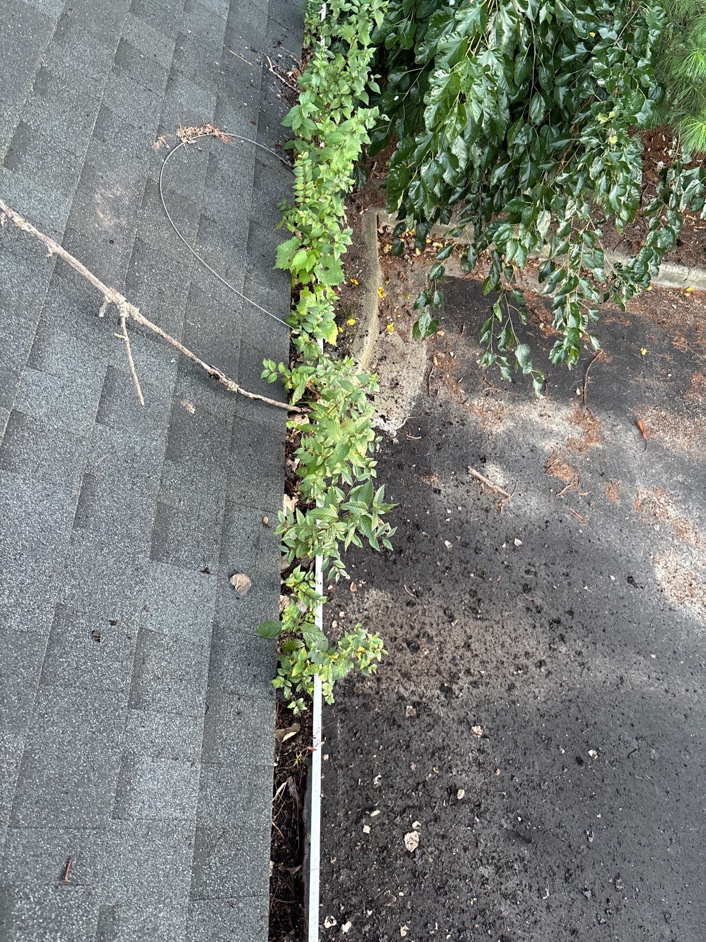 HOA gutter cleaning before photo