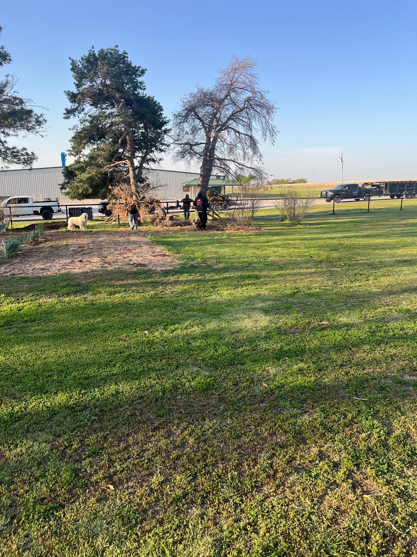 Tree Removal by Clays Services Inc