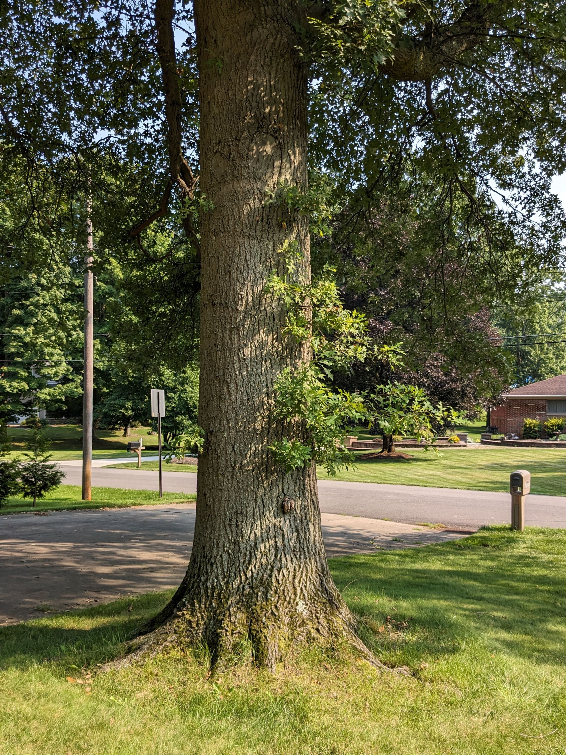 Tree Trimming using Tree Pruing by Mike Jones & Sons Tree Service LLC 