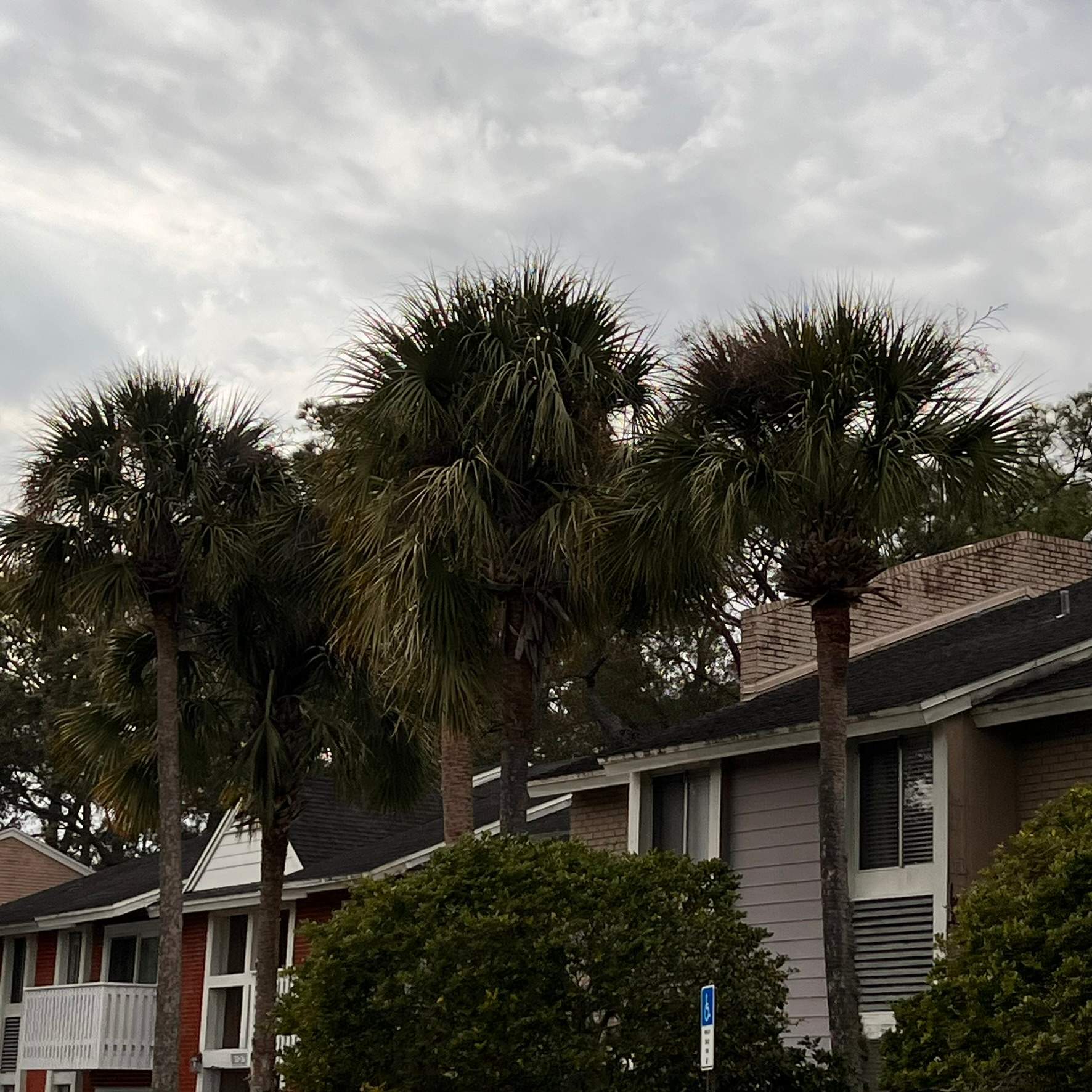 Tree Trimming | Preserve at San Jose by ProGreen Services