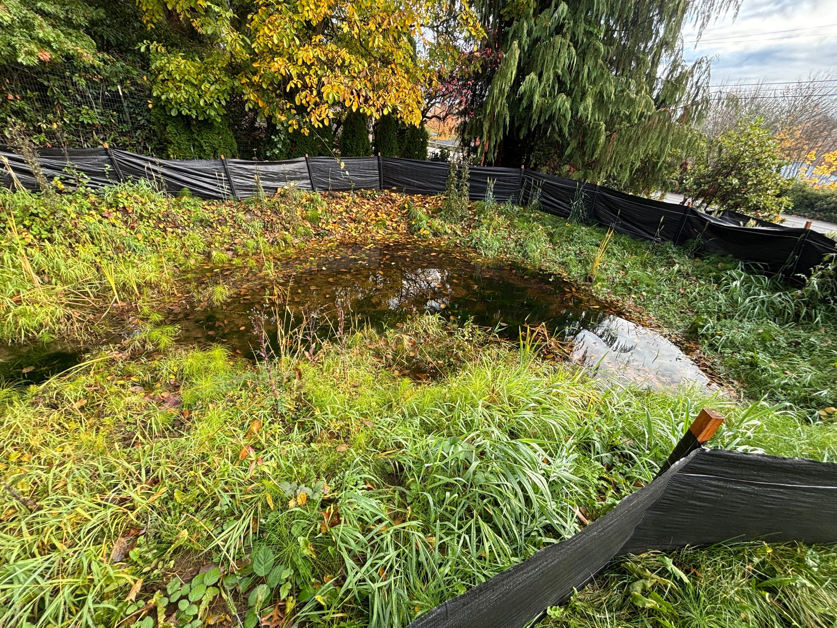 Maple Ave Renovation by Pacific Pine Landscape