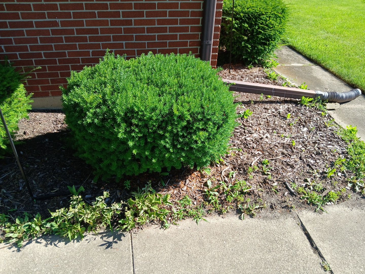Martha C. - Mount Prospect, IL by A&N 