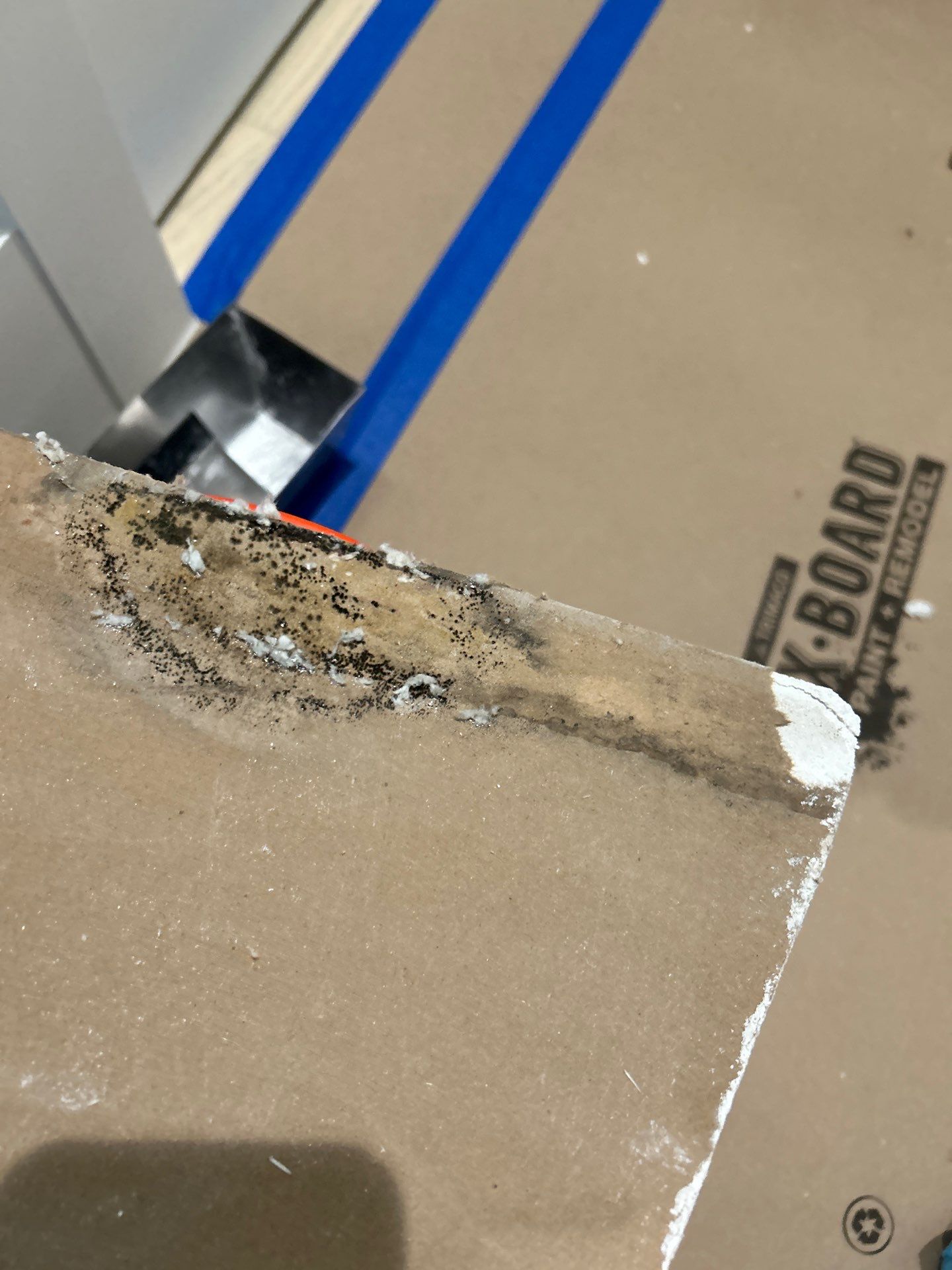 Mold Damage Removal In Bradenton by Ampm Restoration Services