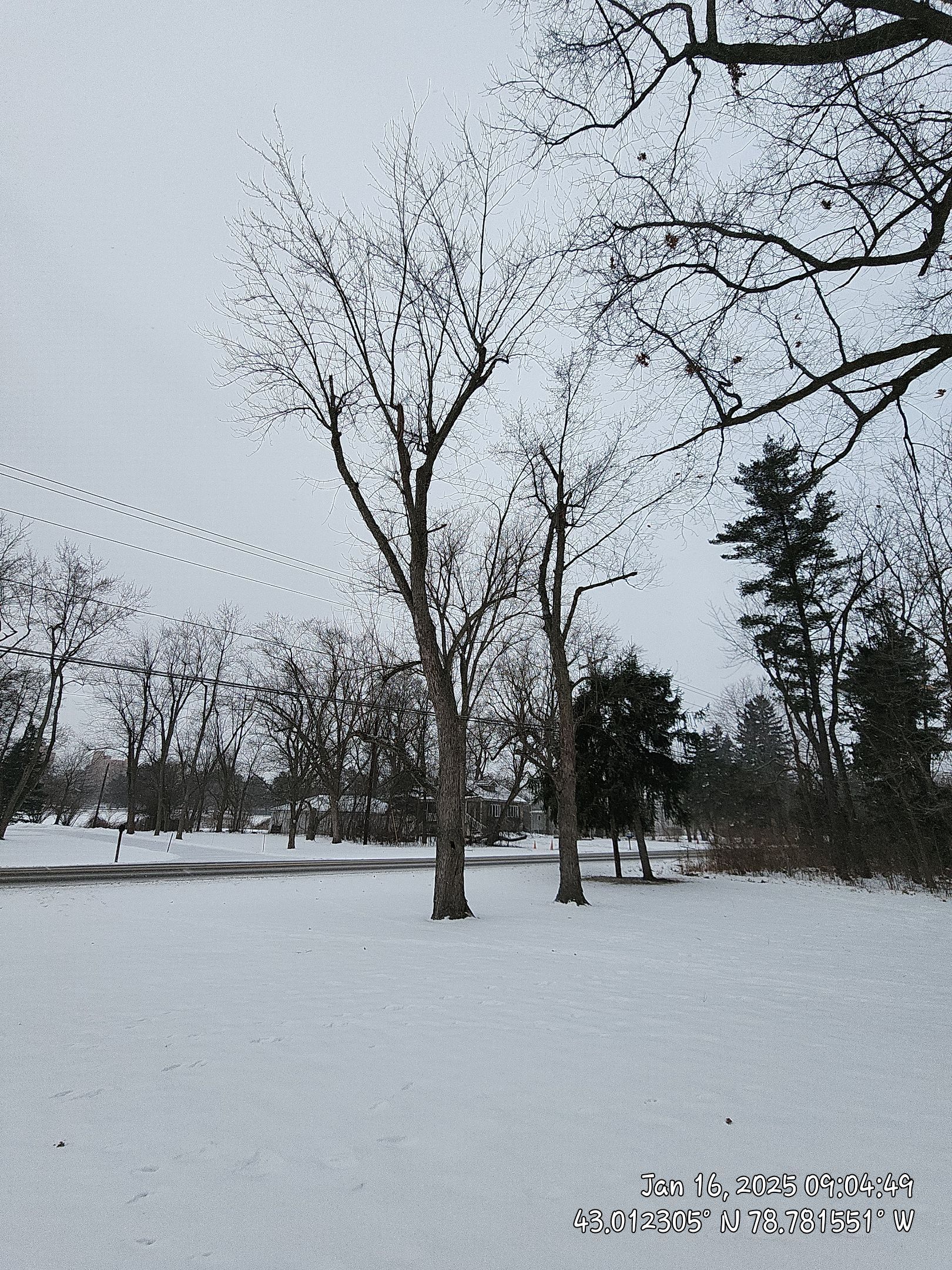 Tree Removal: Future Drive install by Treeman Tom LLC