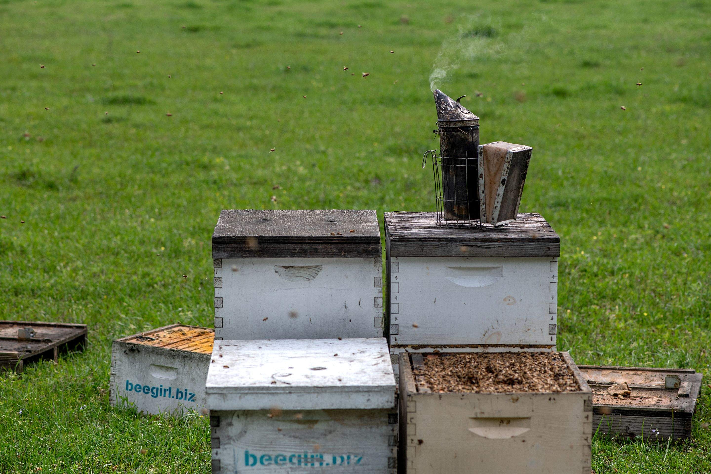 Splits in East Texas by Rockwall Honey Bee Company