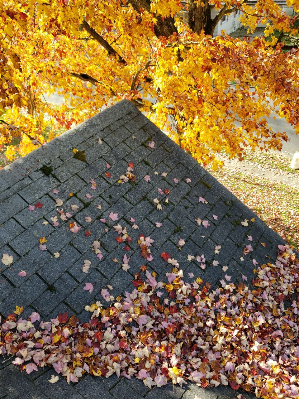 ATLAS PINNACLE SCOTCHGARD COLOR: PEWTER DRIP EDGE: BLACK by Eagle Eye Roofing