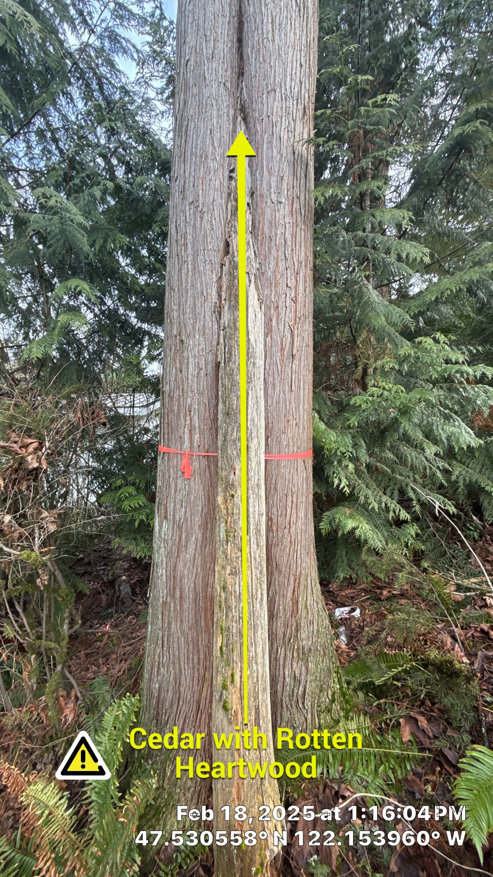 🌲 Newcastle HOA Arborist Report by Sound Tree Care LLC