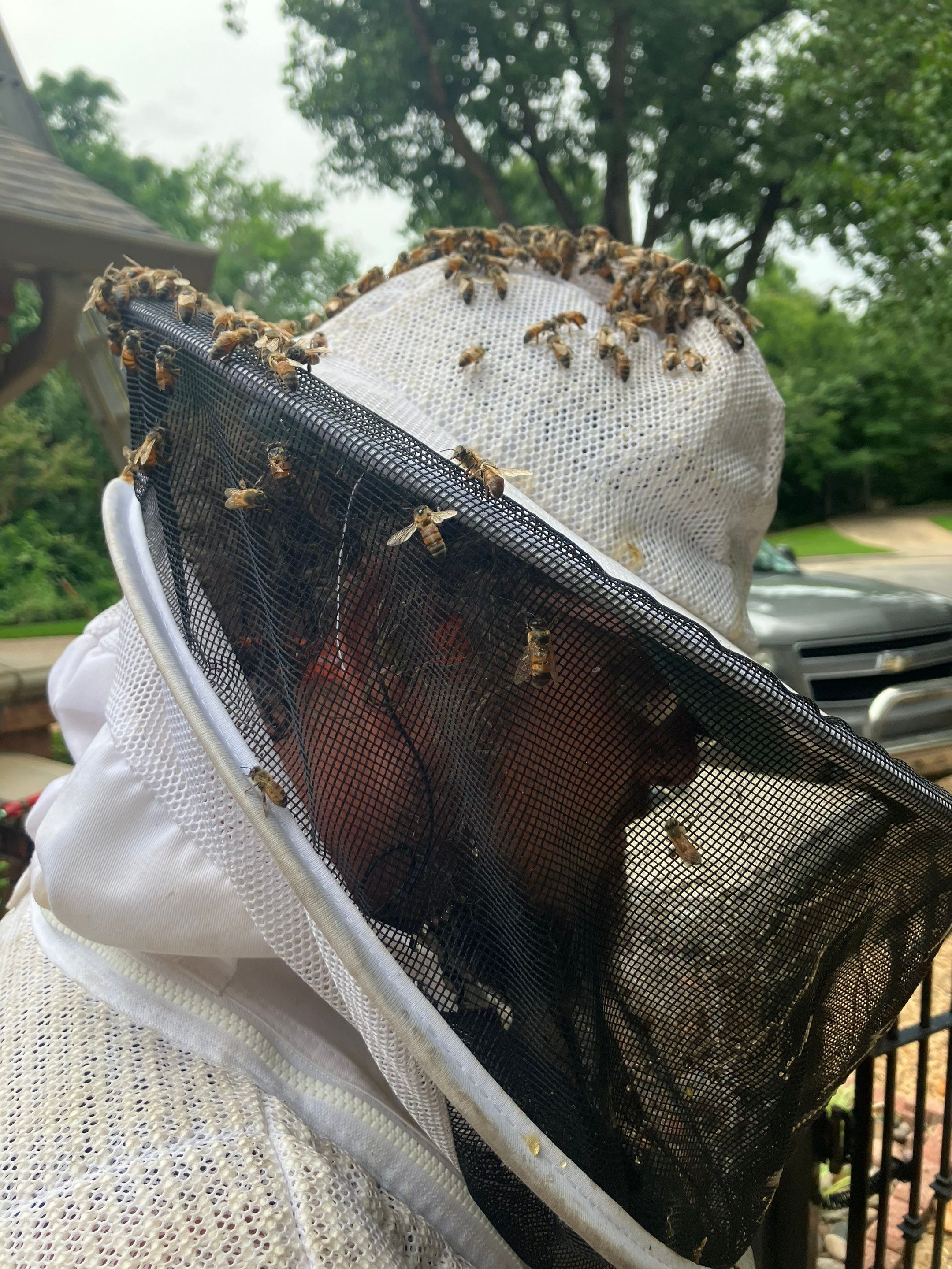 Wedged and Woody Bees by Rockwall Honey Bee Company