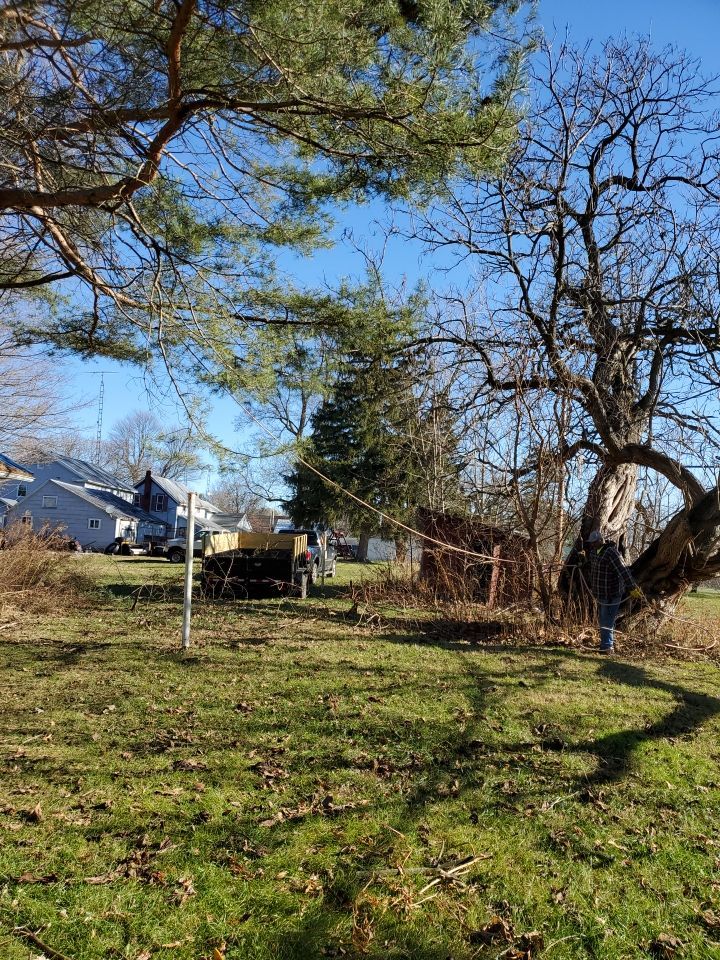 Storm Damaged Tree Removal  using Tree Removal by Mike Jones & Sons Tree Service LLC 