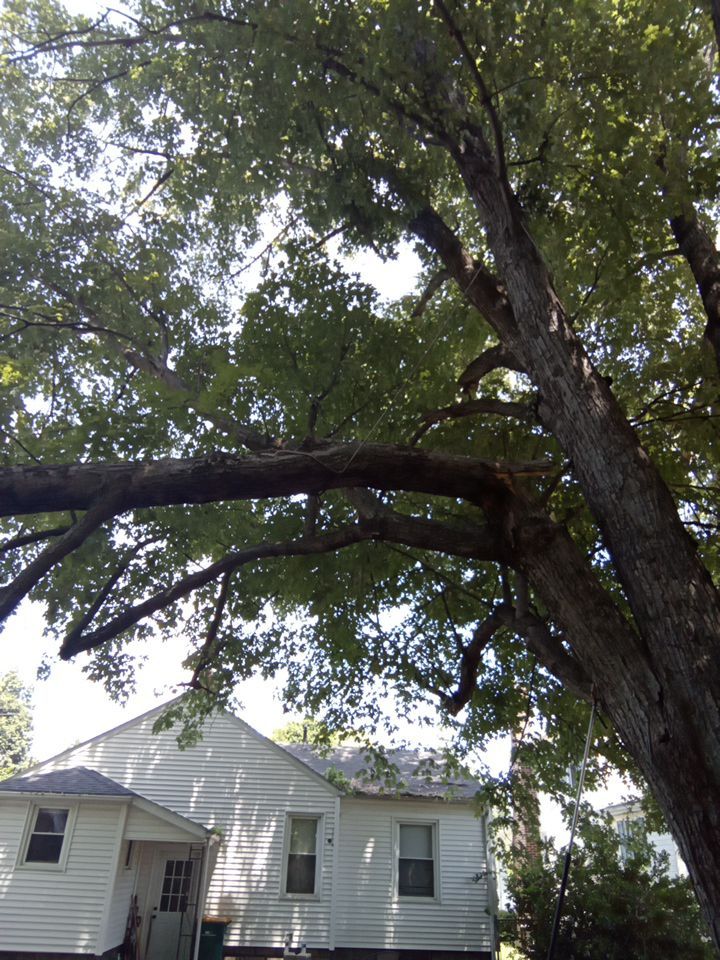 Storm Damaged Tree Removal  using Tree Removal by Mike Jones & Sons Tree Service LLC 