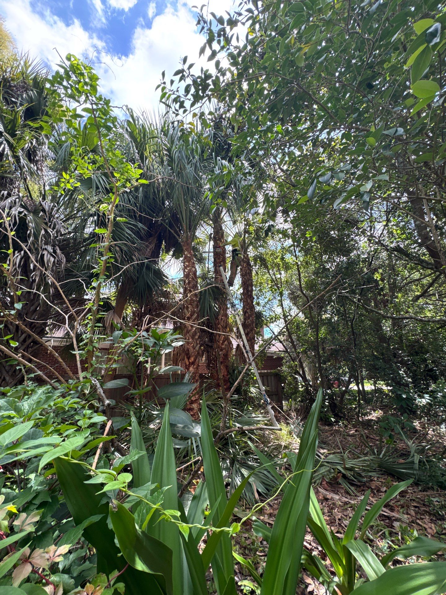 Deerwood Resident | Palm Tree Trimming & Booting by ProGreen Services