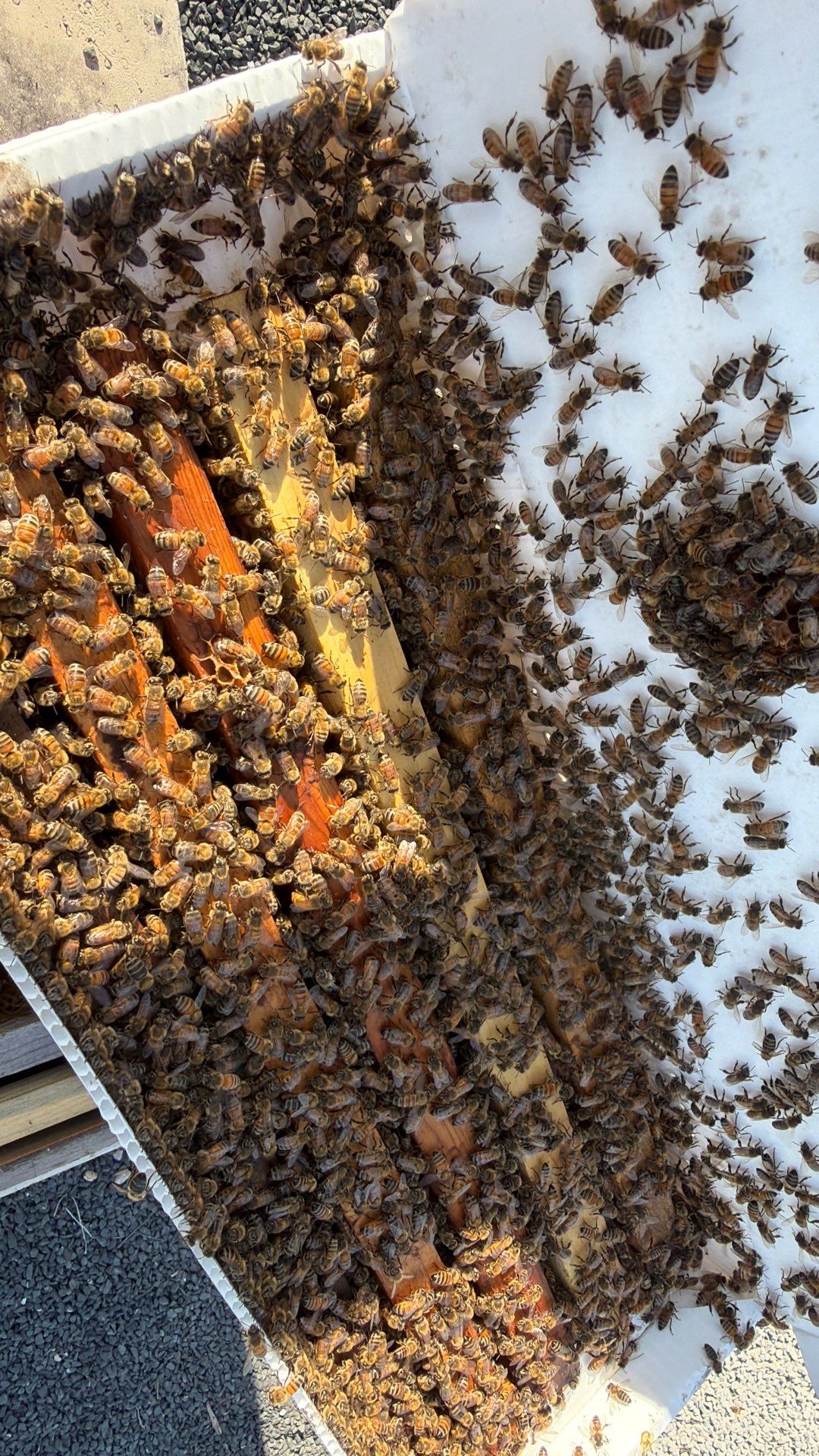 Momma K’s apiary by Rockwall Honey Bee Company