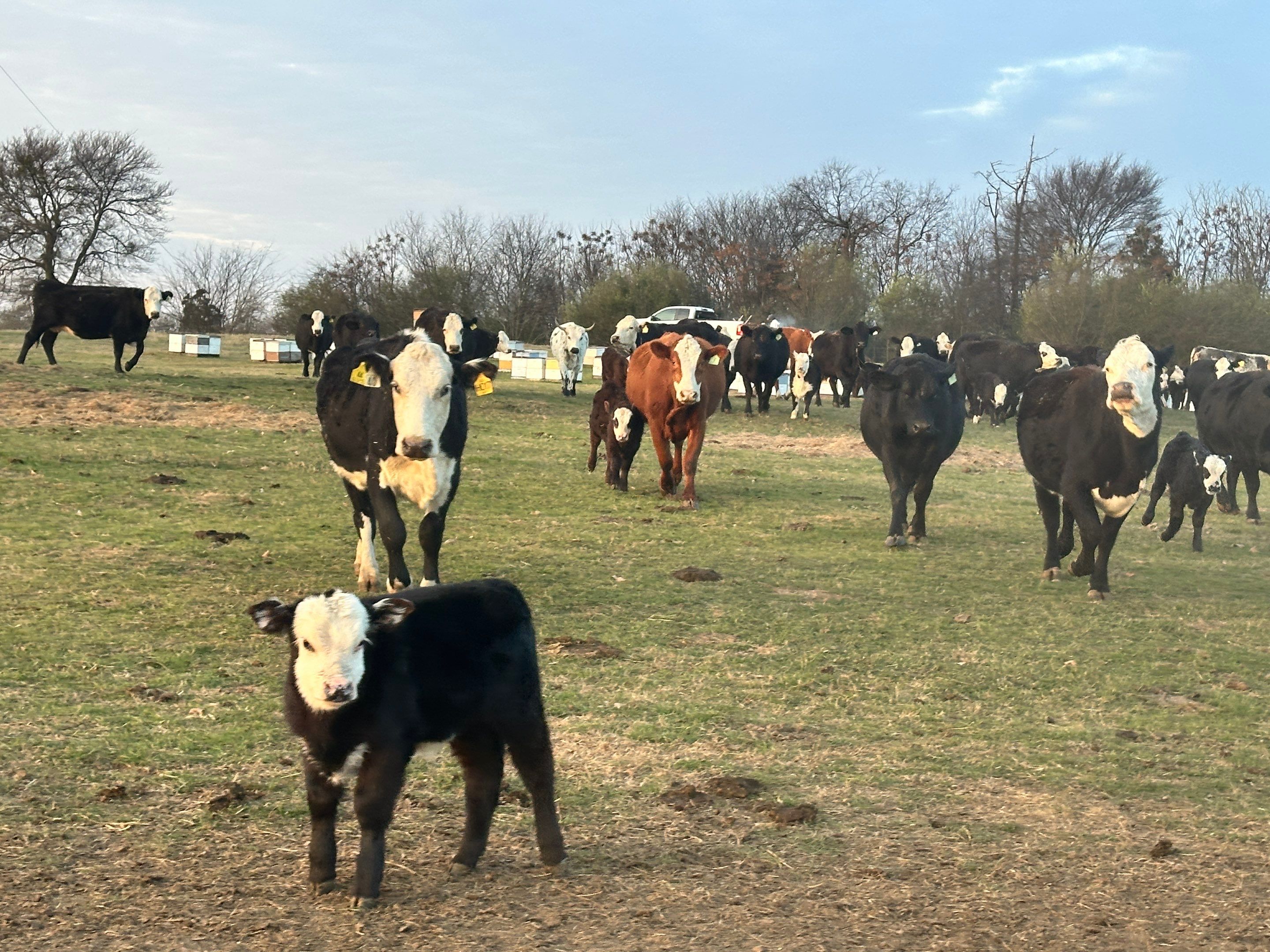 Clubb's Cow Farm Apiary by Rockwall Honey Bee Company