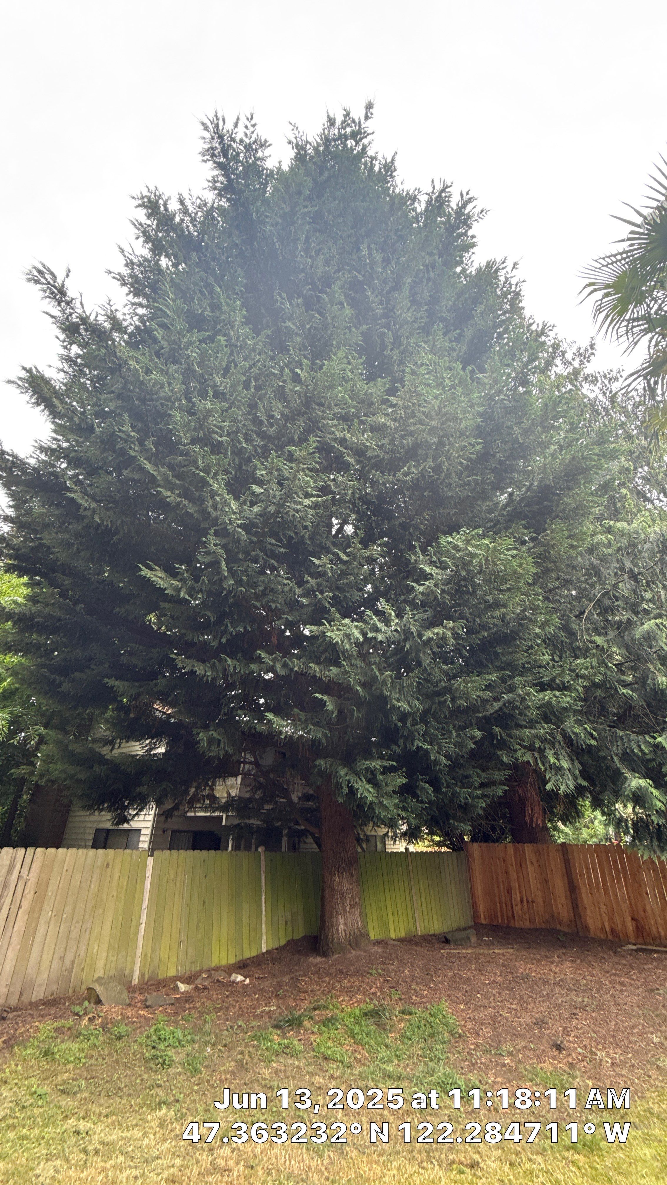 Kent Tree Removals by Sound Tree Care LLC