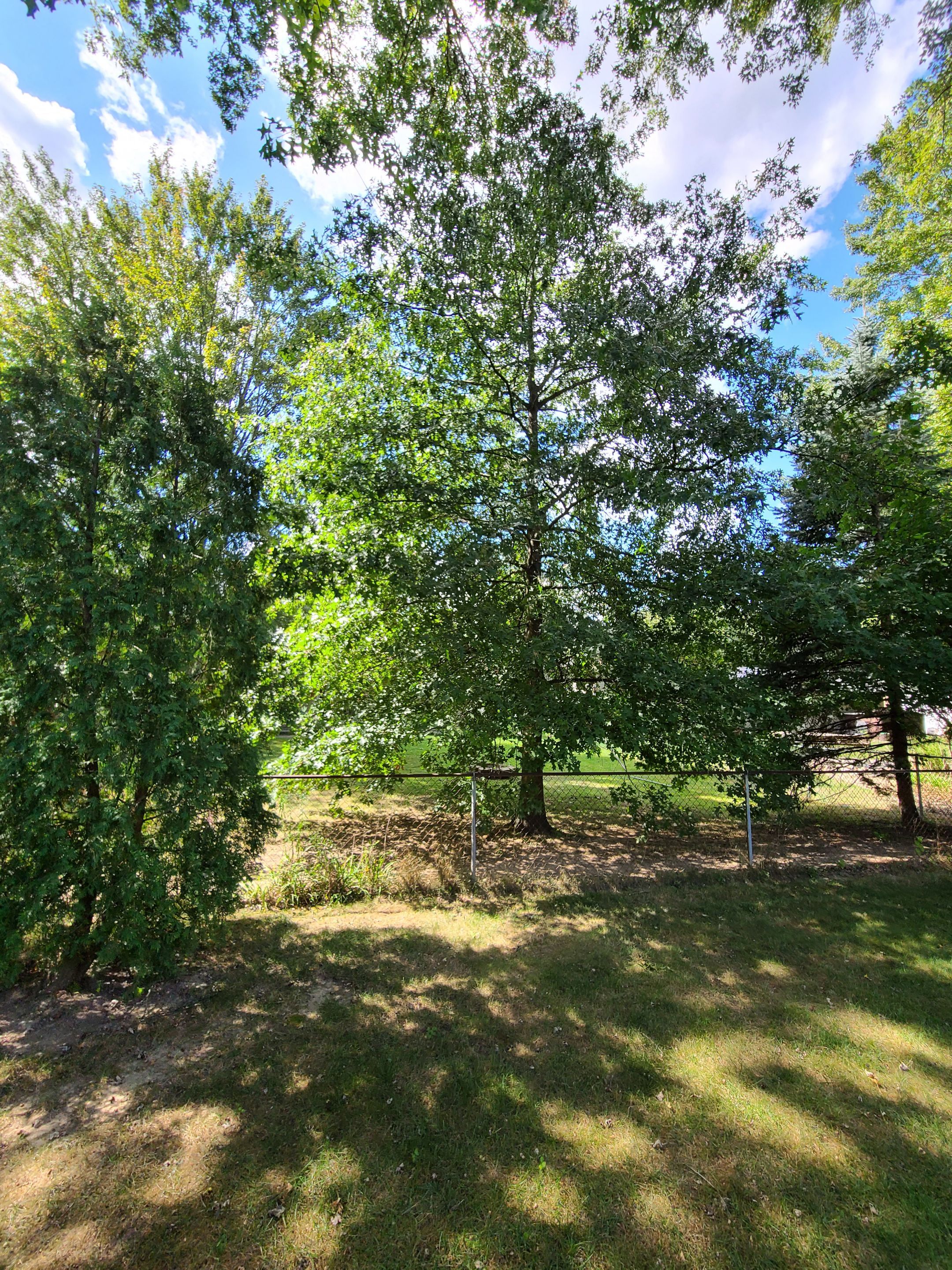 Oak Tree Removal by Mike Jones & Sons Tree Service LLC 