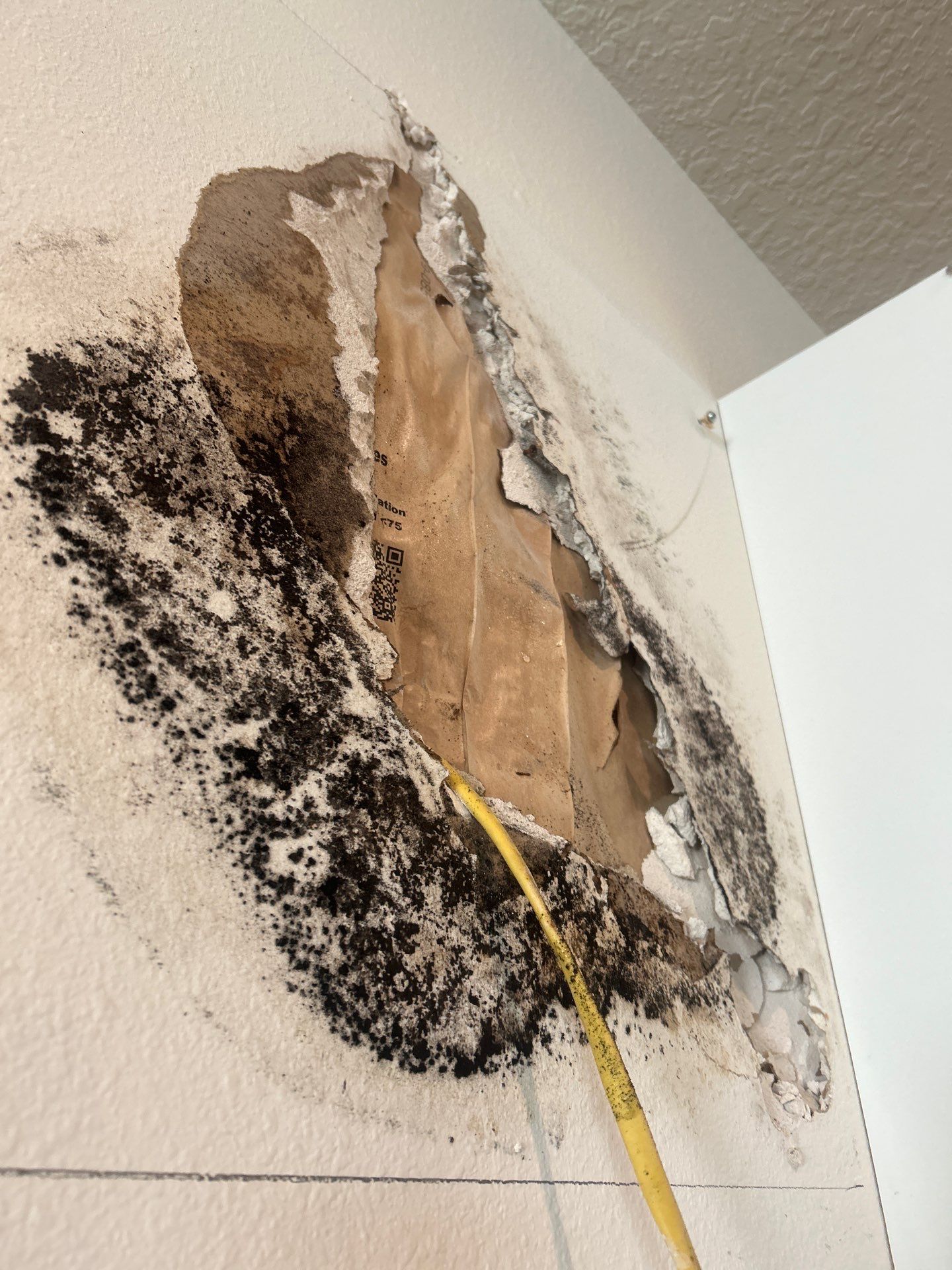 Palmetto Mold Removal & Repair by Ampm Restoration Services 