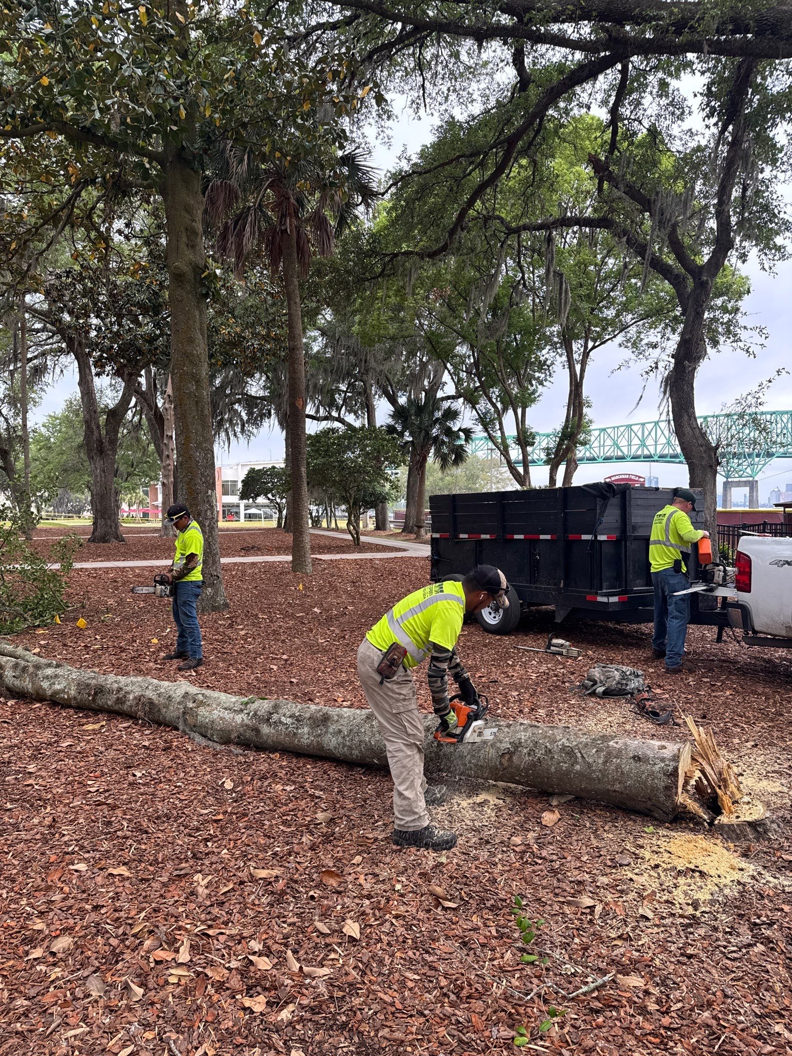 Episcopal School of Jacksonville | Tree Service by ProGreen Services