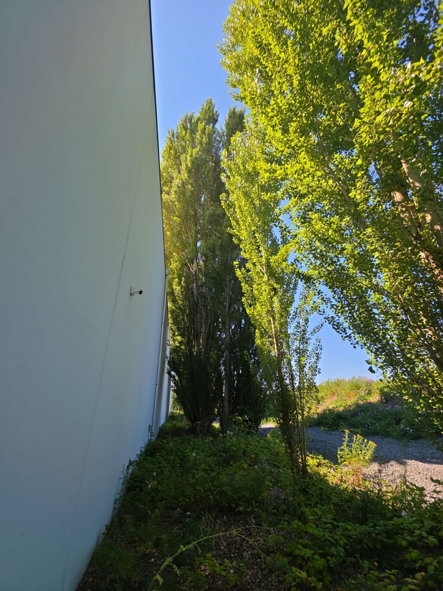 Tukwila Commercial Tree Trimming for Building and Roof Clearance by Sound Tree Care LLC