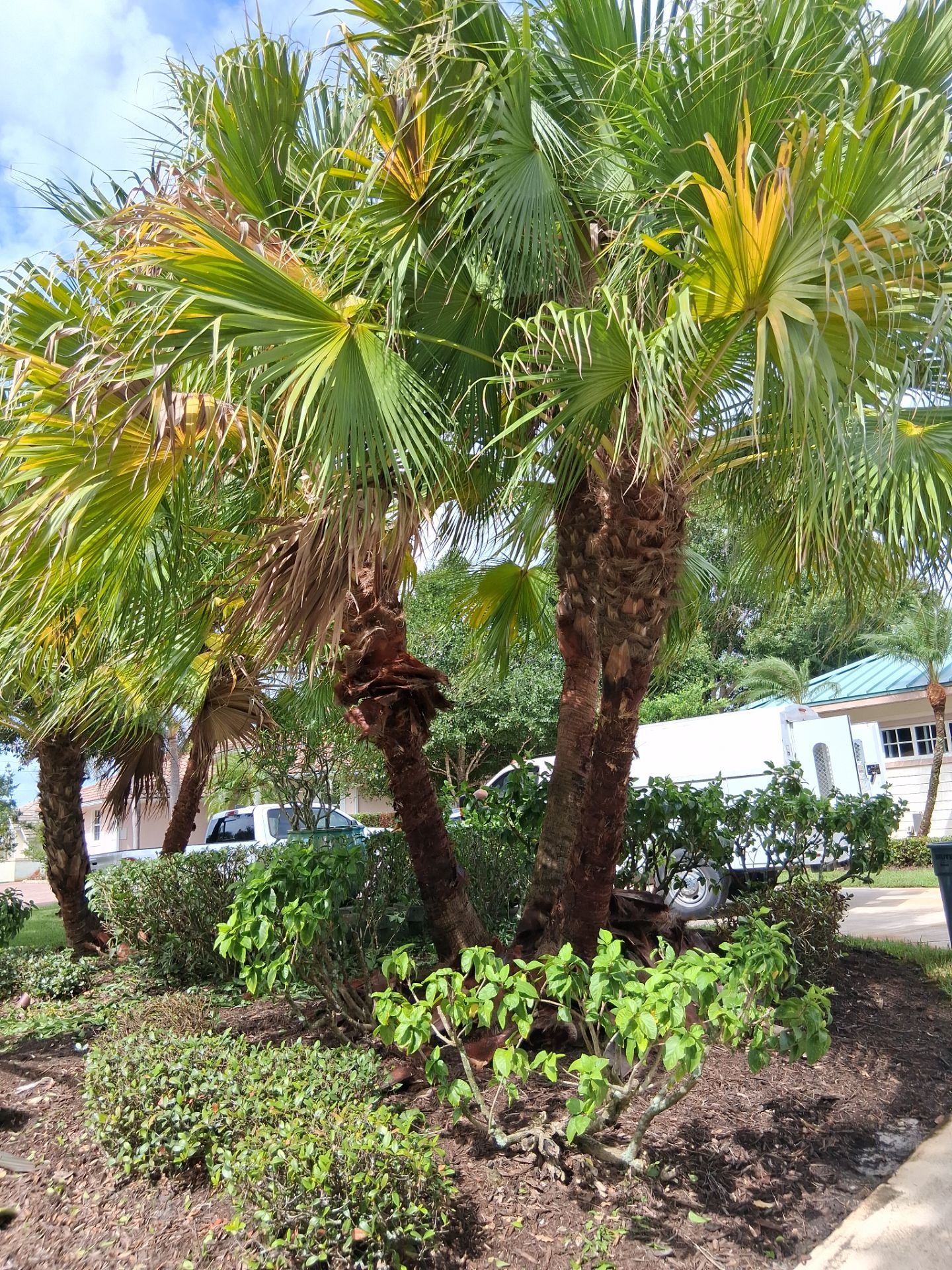 🌴 A Masterclass in Proper Palm Tree Cleaning & Trimming in Palm City Community by Alpha Zeta Enterprises Inc