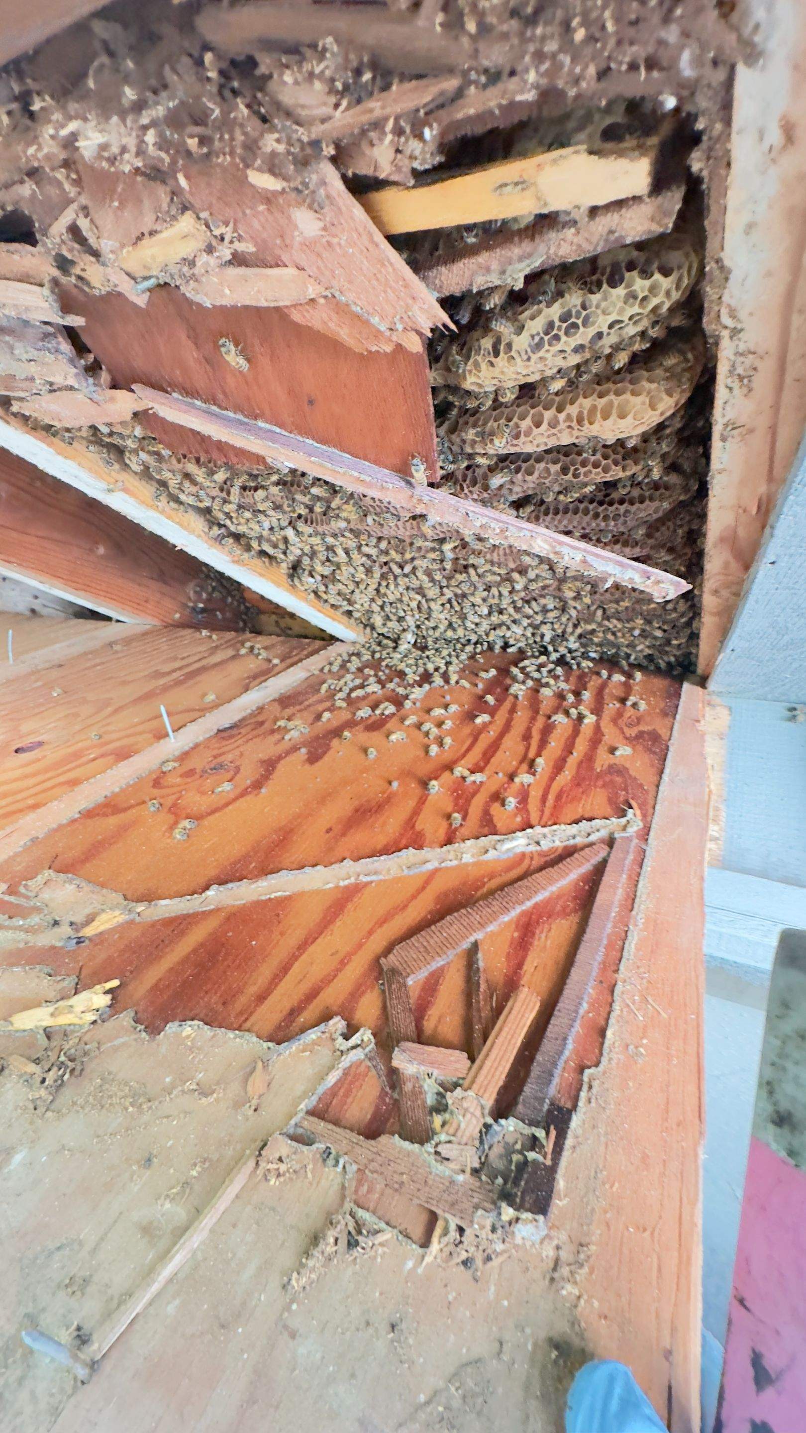 Old Faithful by Rockwall Honey Bee Company