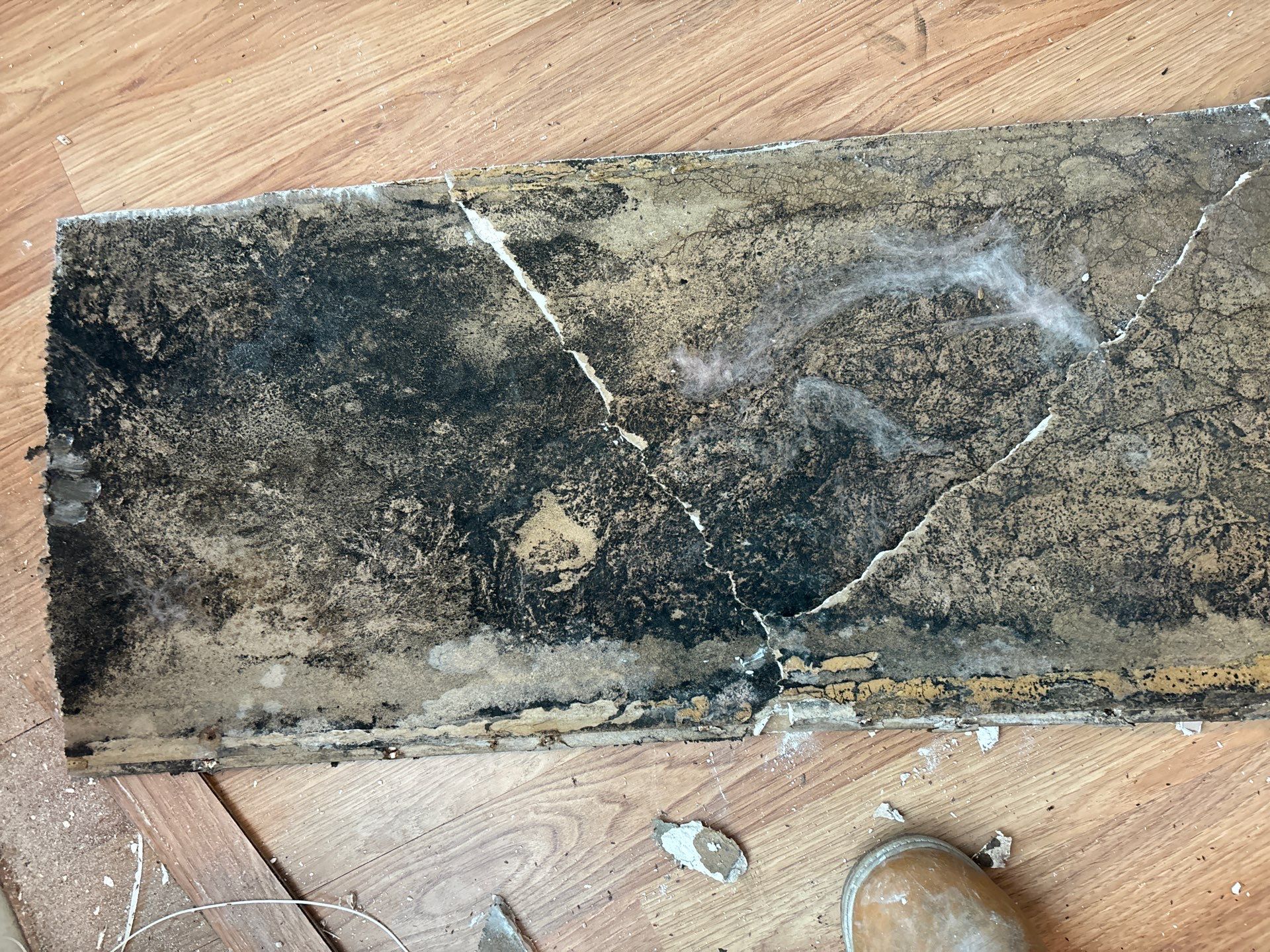 Mold Remediation Palmetto by Ampm Restoration Services 