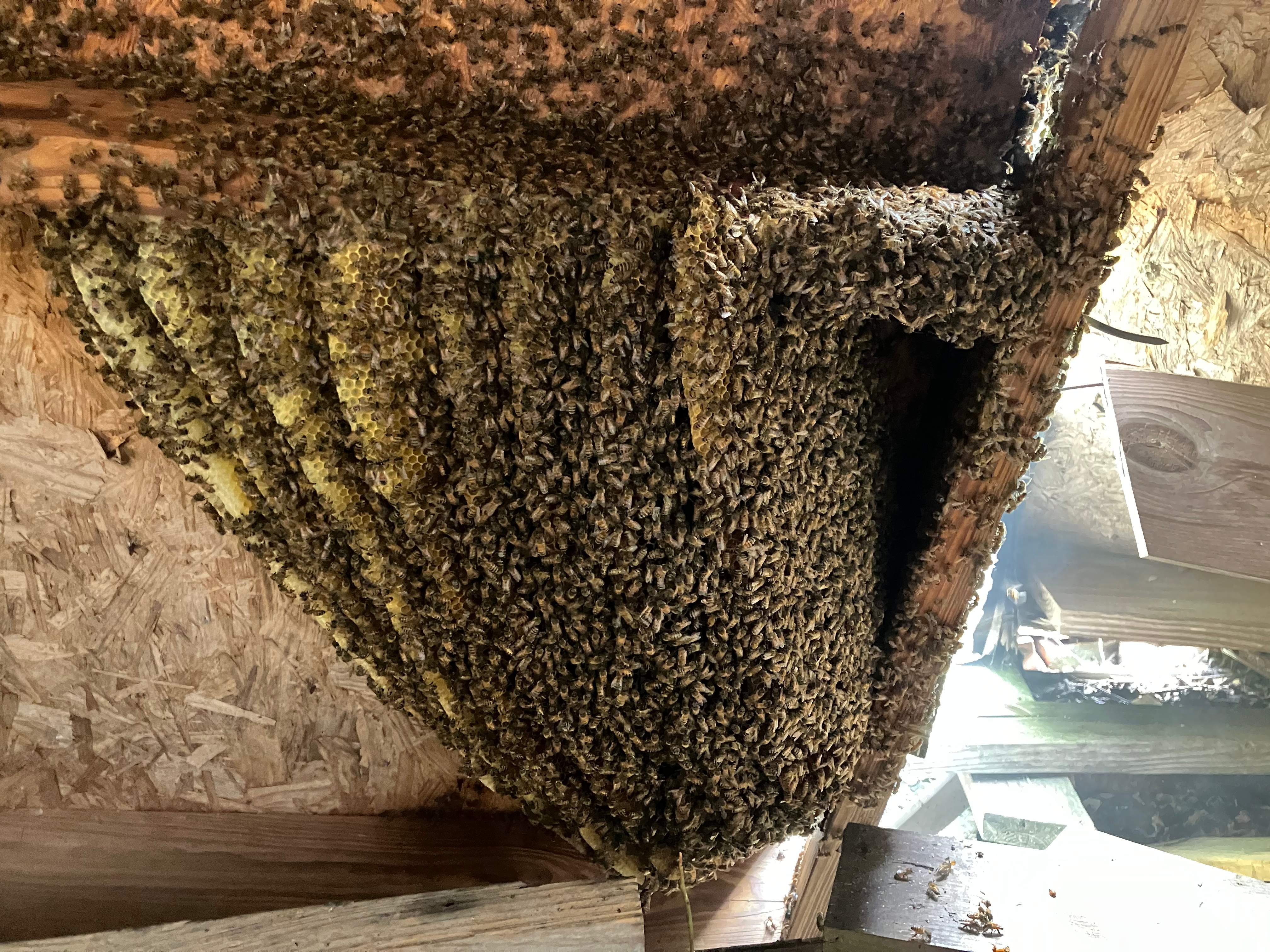 Open Air Garage Beesli by Rockwall Honey Bee Company