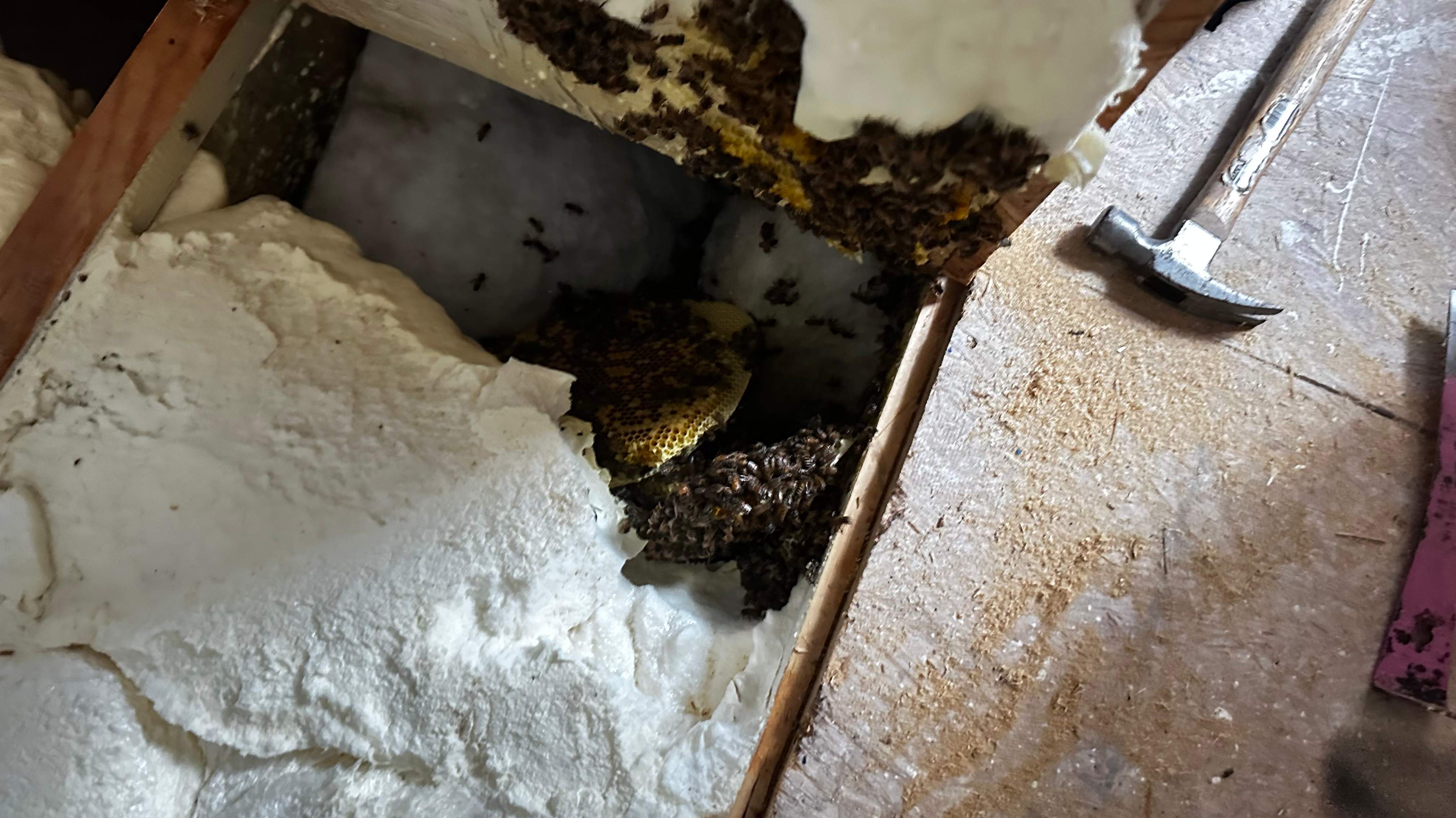 Bees Underfoot by Rockwall Honey Bee Company