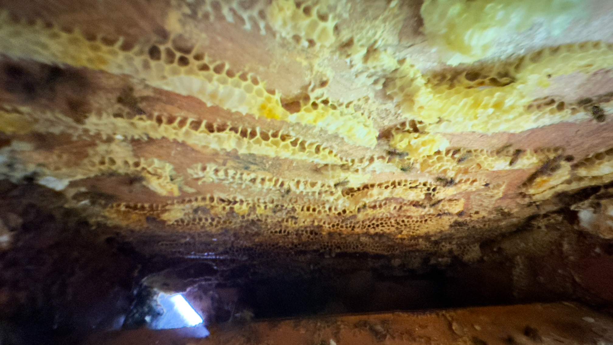 Spray Foam Chewers by Rockwall Honey Bee Company