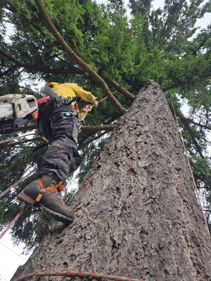 Tree Trimming