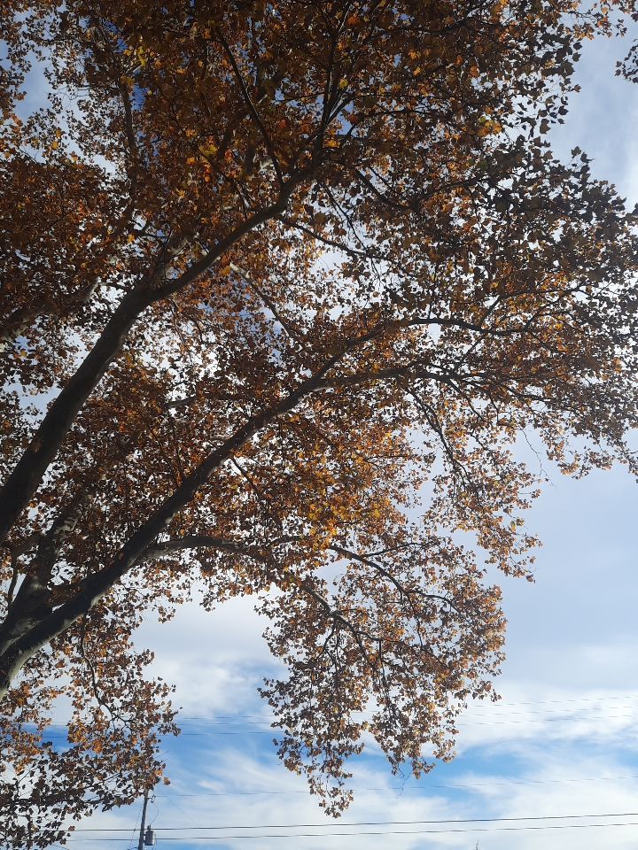 Tree Trimming using Tree Pruing by Mike Jones & Sons Tree Service LLC 