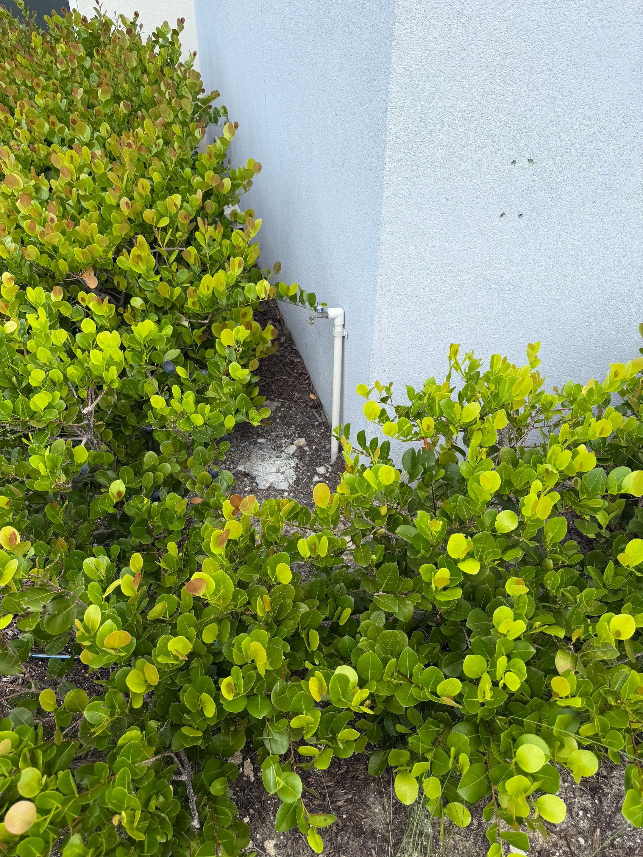Project in Fort Myers, Florida by Leak Inspector