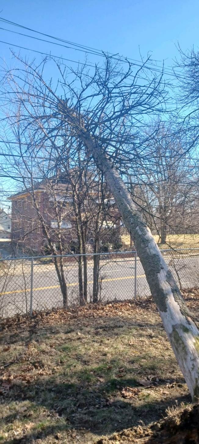 Tree Removal using Tree Removal by Mike Jones & Sons Tree Service LLC 