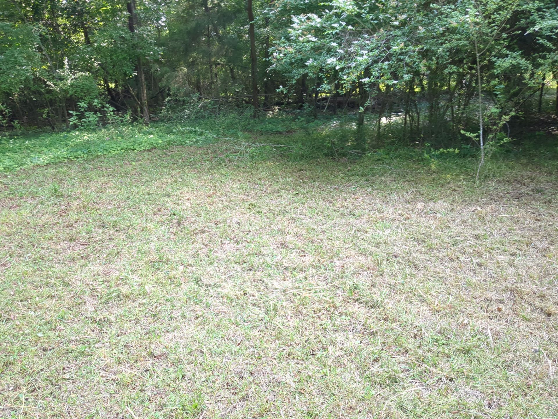 Exterior Clearing - tree trimming - grass cut by Swift Signings and Services LLC