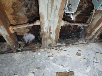 Lower wall opened to expose wood studs, plumbing, insulation, dark staining, and debris on the concrete floor.