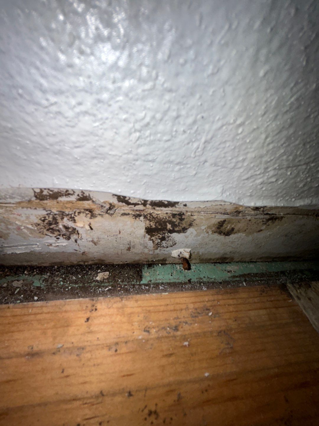 Mold Remediation by Accountable Home Services
