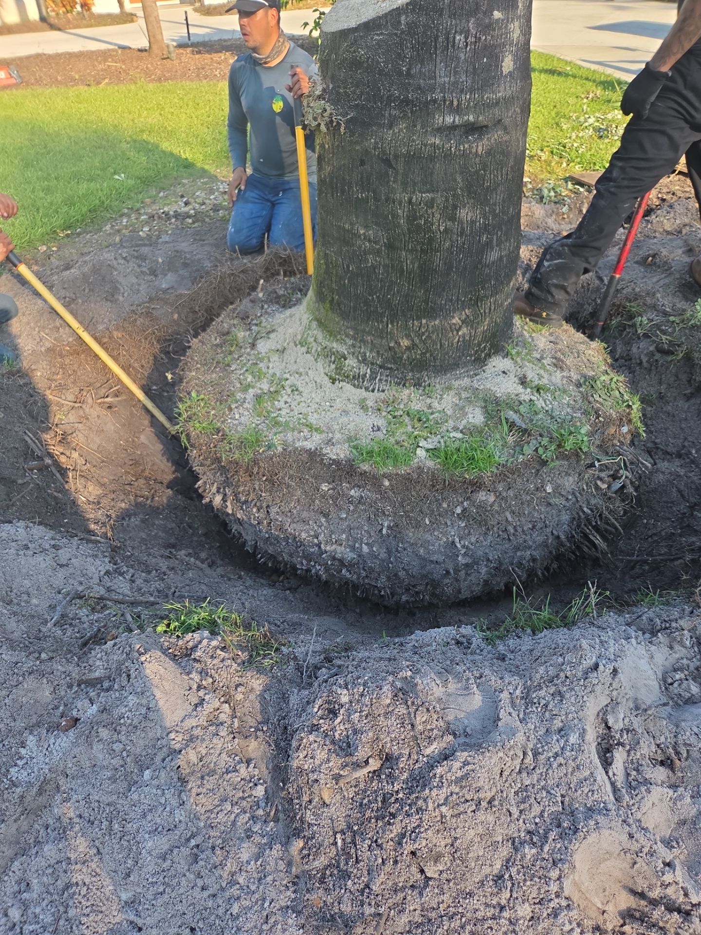 🌴 Landscape Removal and Install in Palm City by Alpha Zeta Enterprises Inc