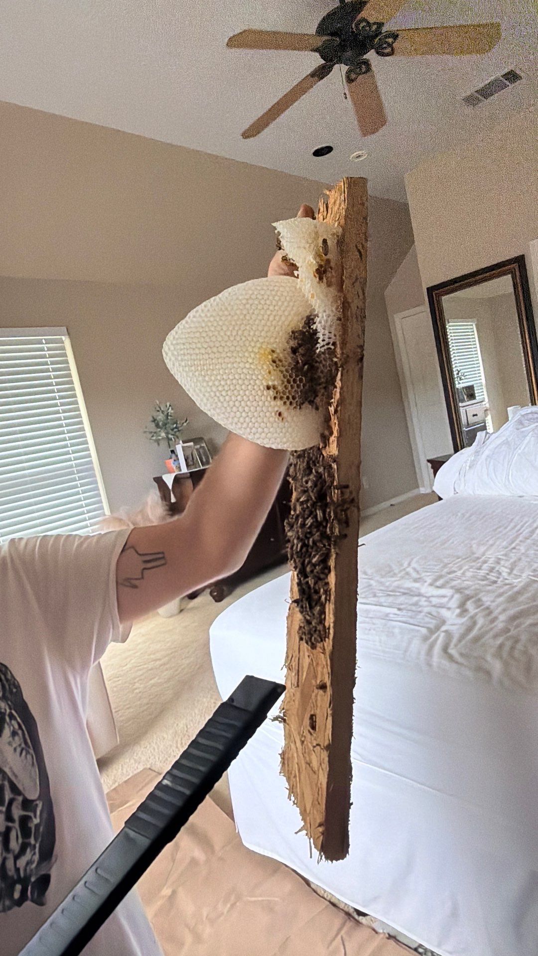 Same Room, Different Cavity, New Colony by Rockwall Honey Bee Company